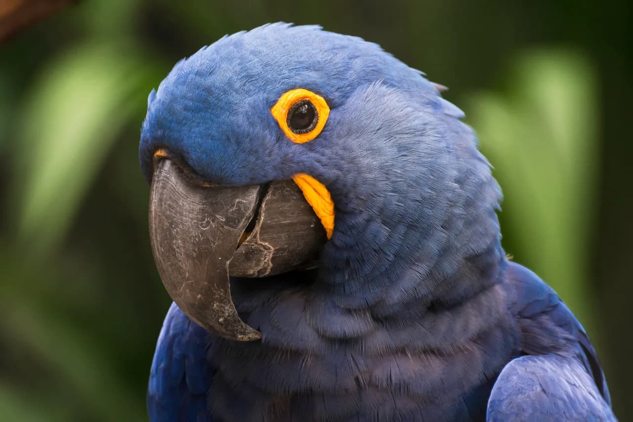 Blue arara