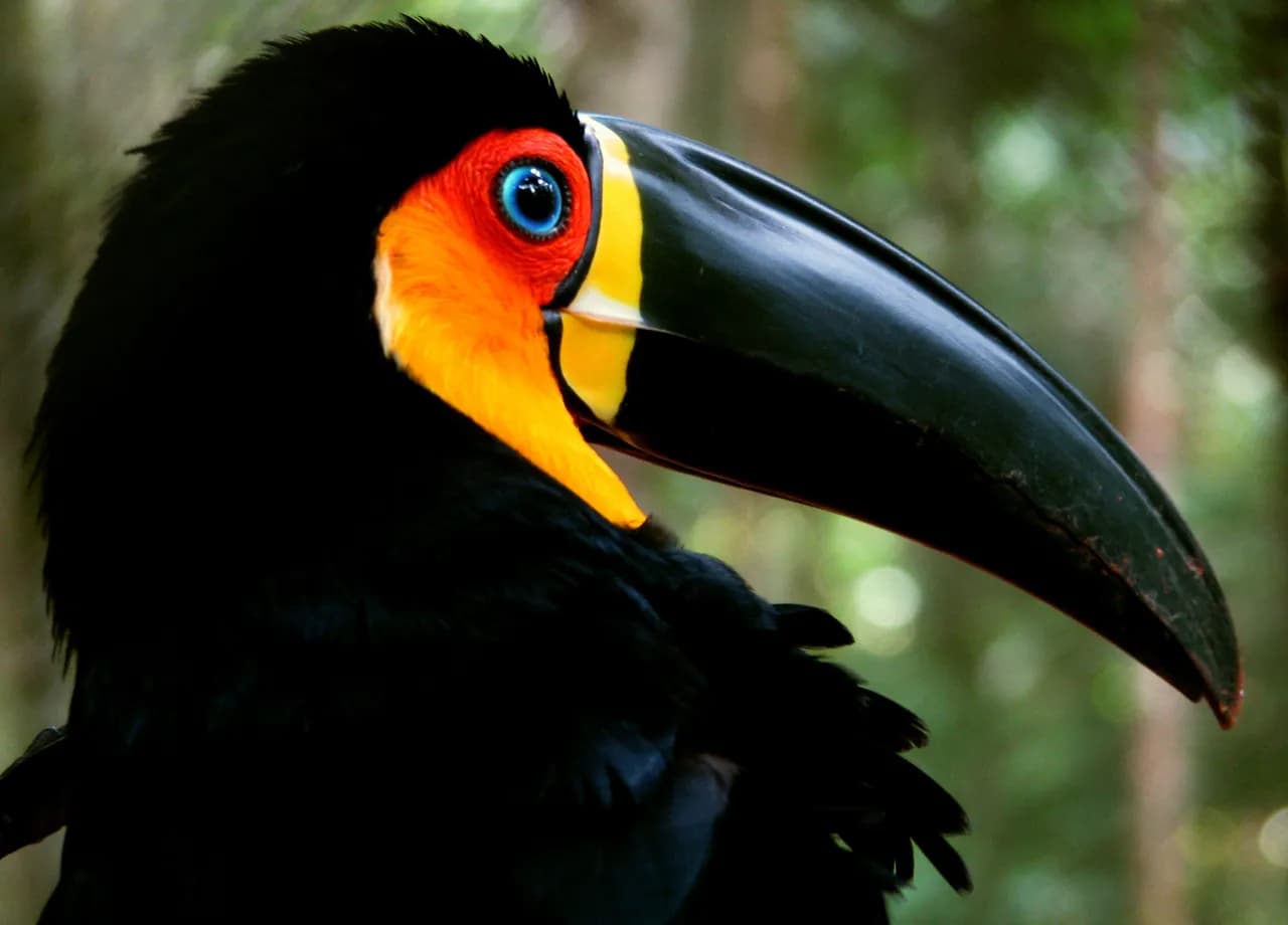 Toucan