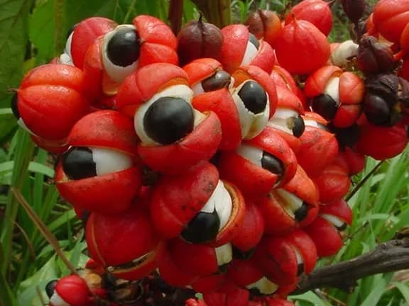 Guarana