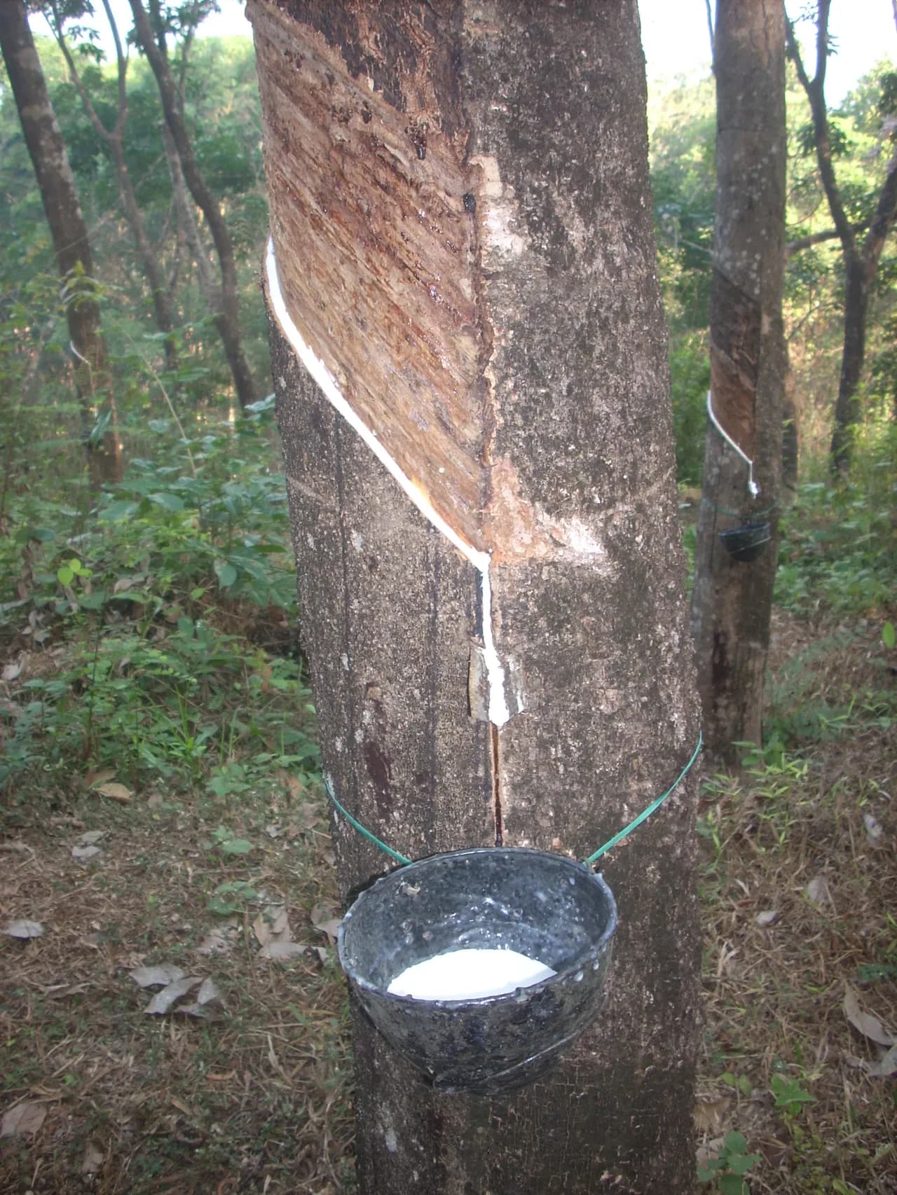 rubber-tree