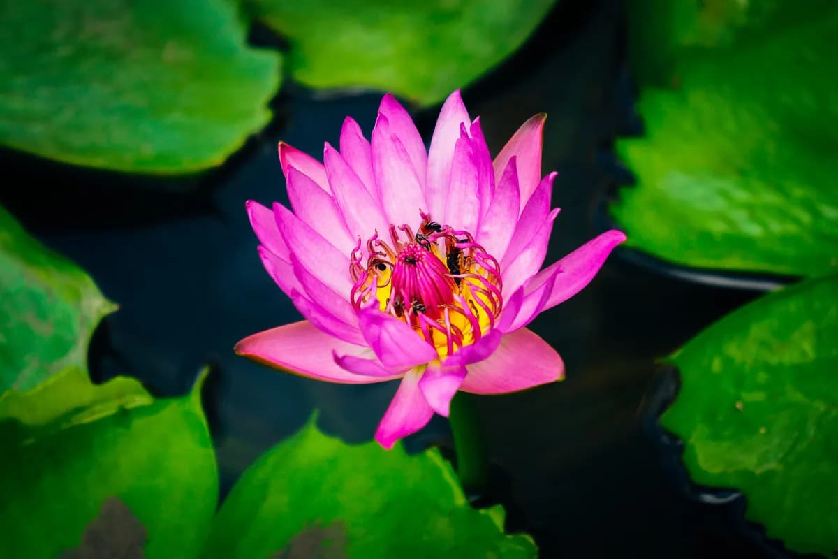 Water lily