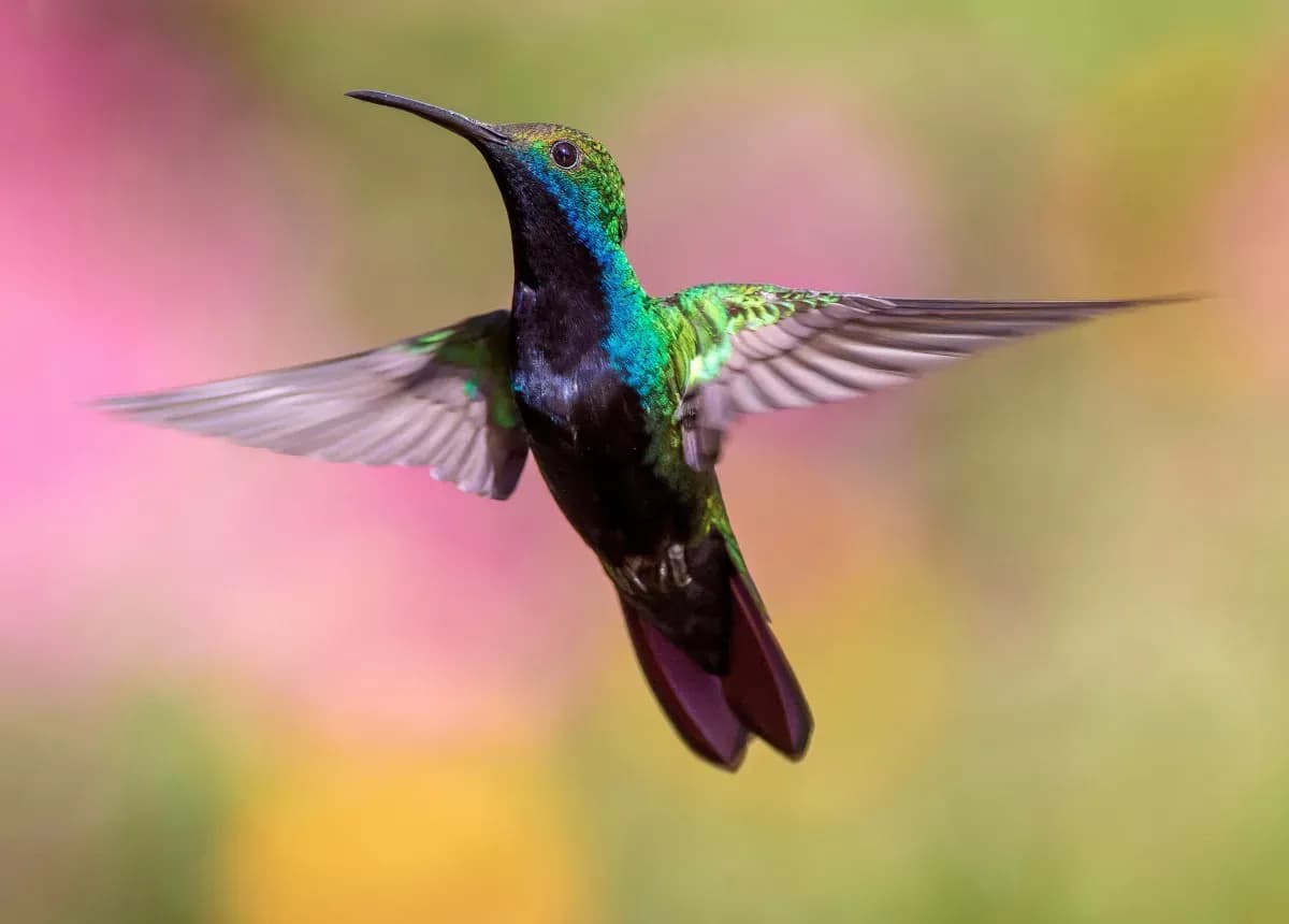 Hummingbird