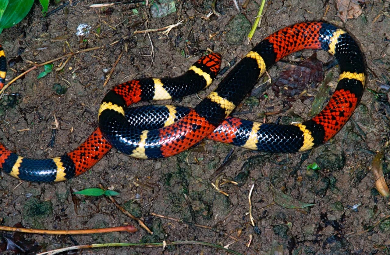 Coral snake