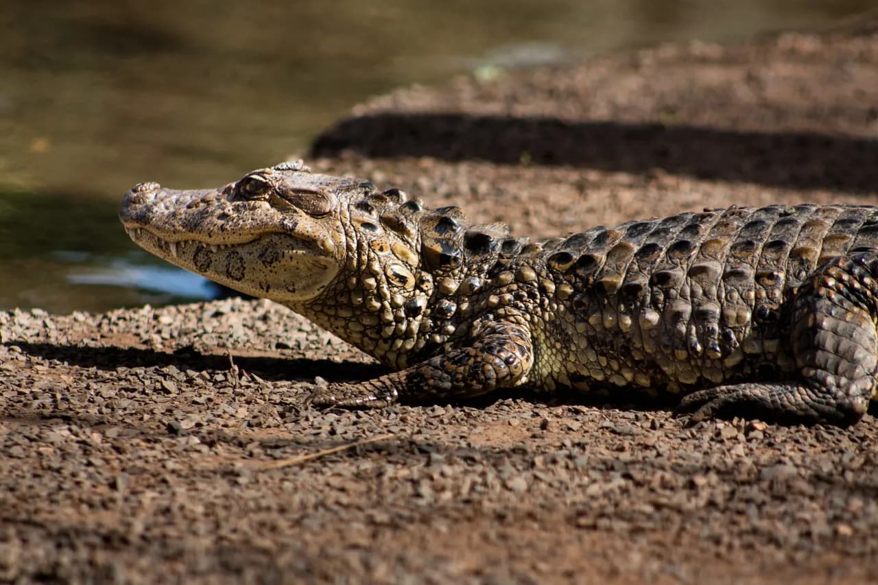 Yellow-spotted alligator