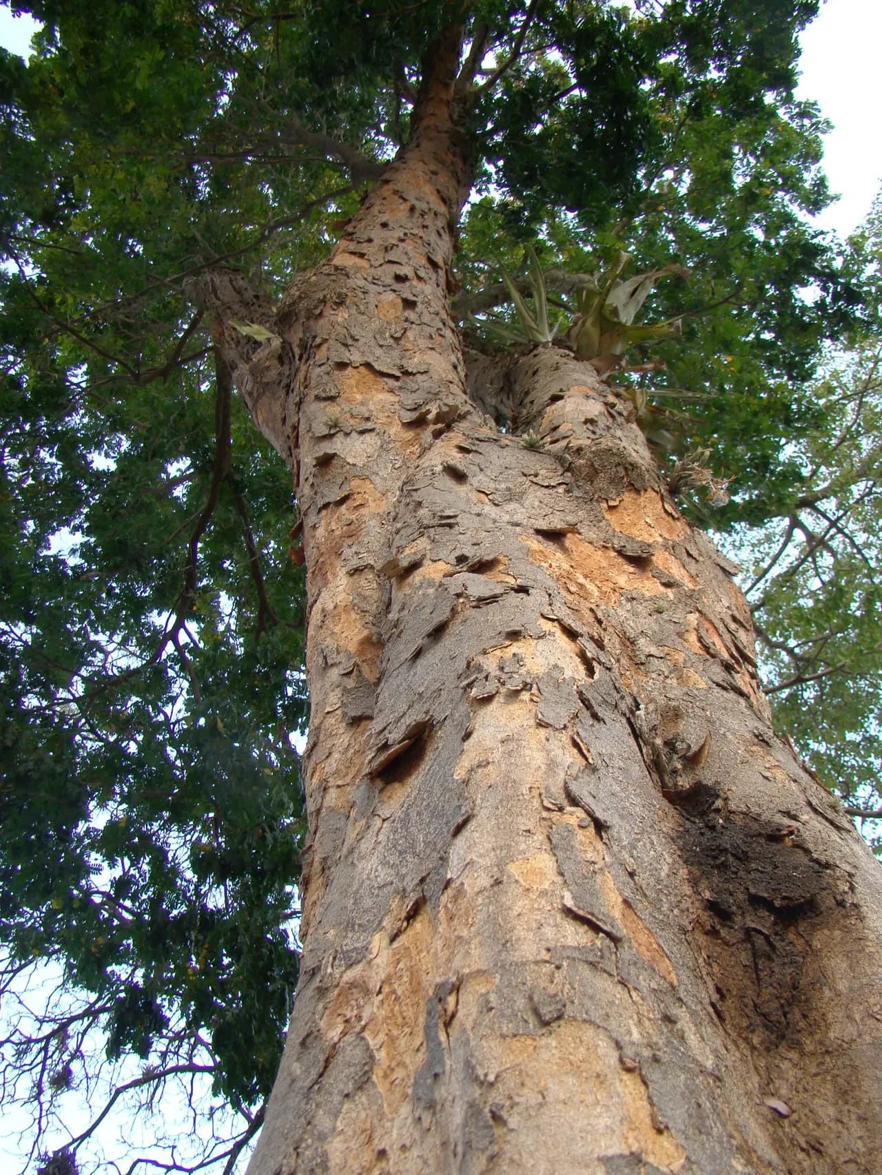 Brazilwood tree