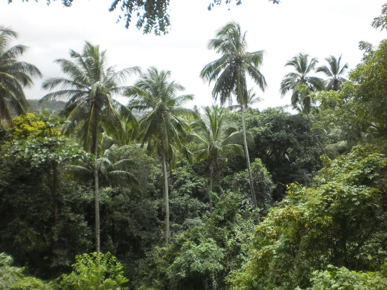 Atlantic Forest 1