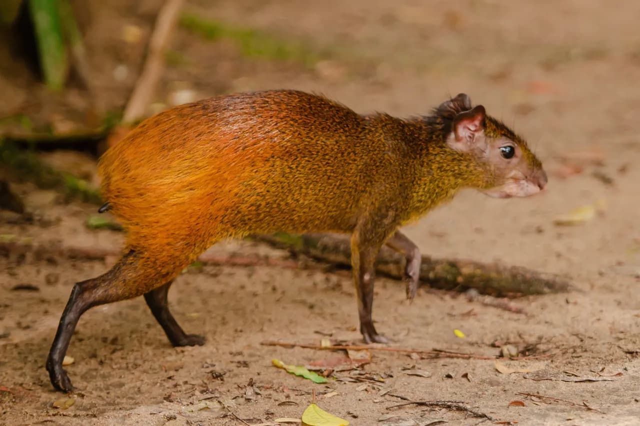 agouti