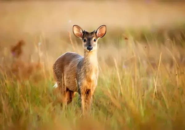 brocket deer