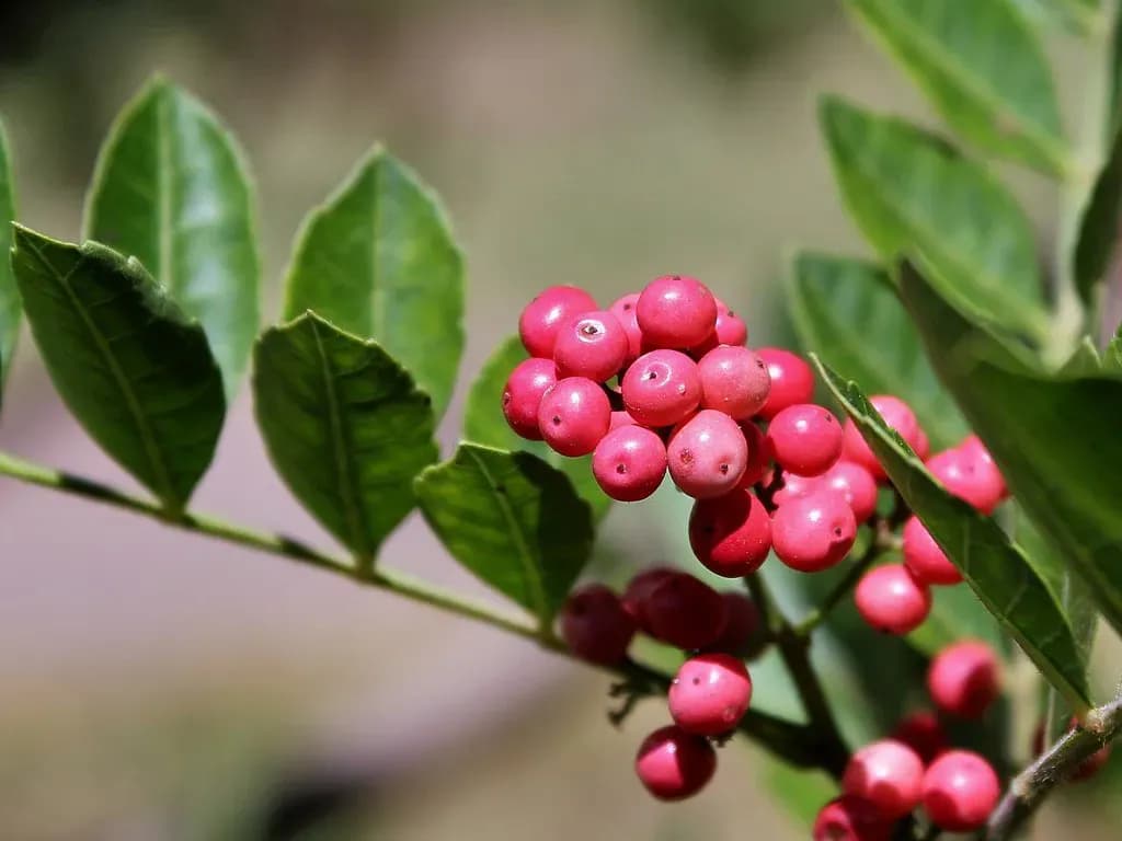 schinus terebinthifolius raddi