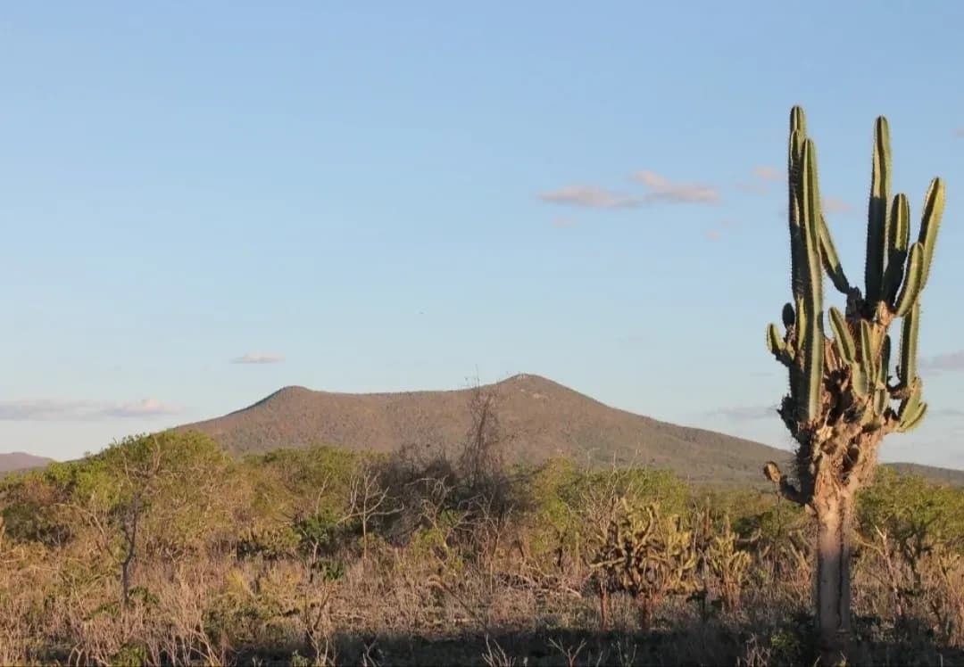 Caatinga 1