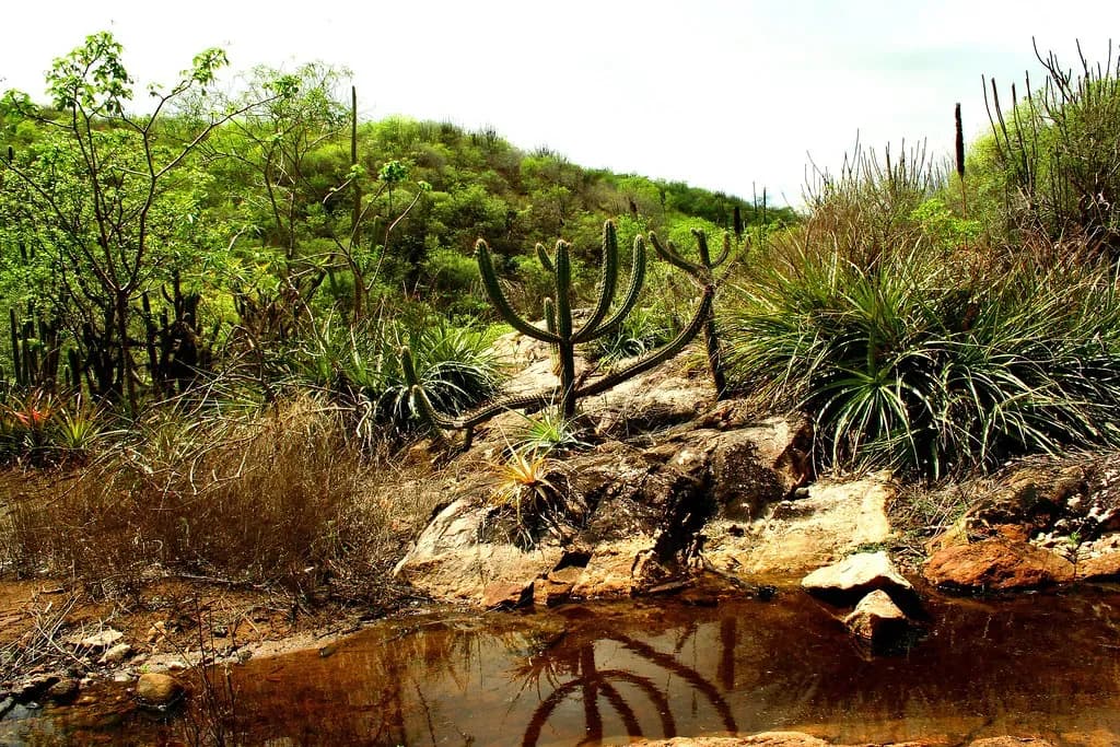 Caatinga 2