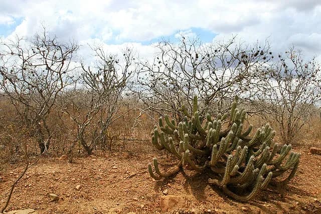 Caatinga 4