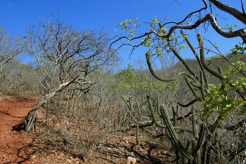 Caatinga 5