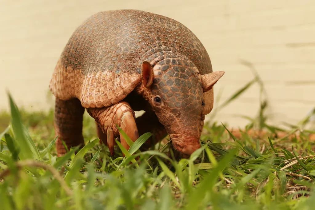 Giant armadillo