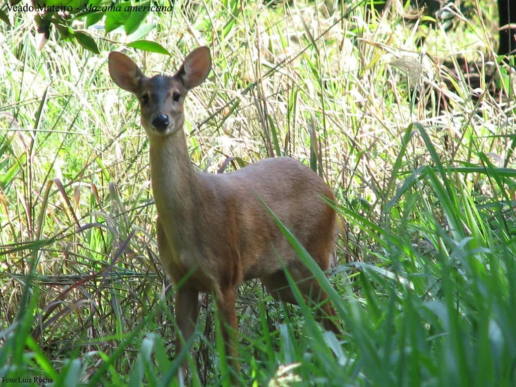 Wild deer