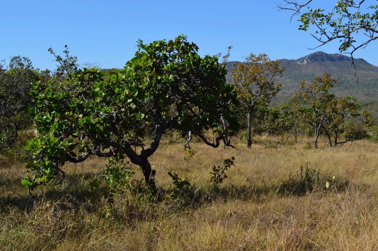 Cerrado 3