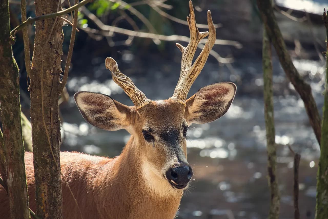 Wetland deer