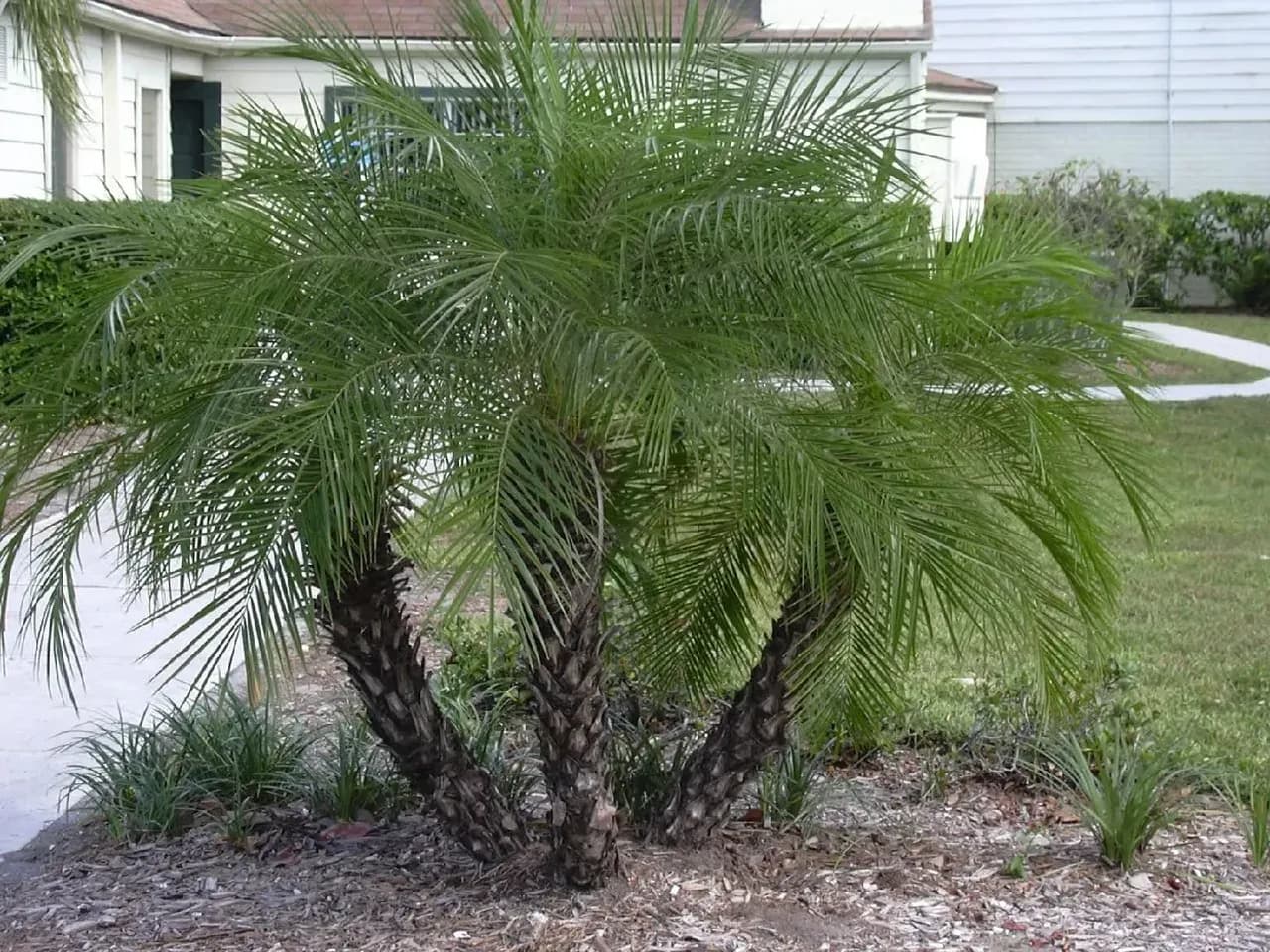 dwarf palm tree