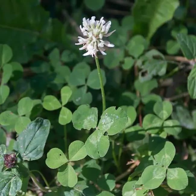 native clover