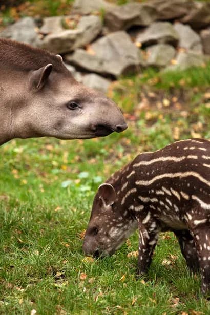 tapir