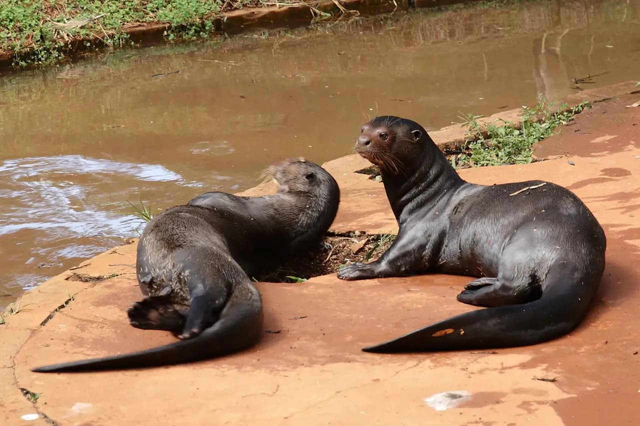 giant otter