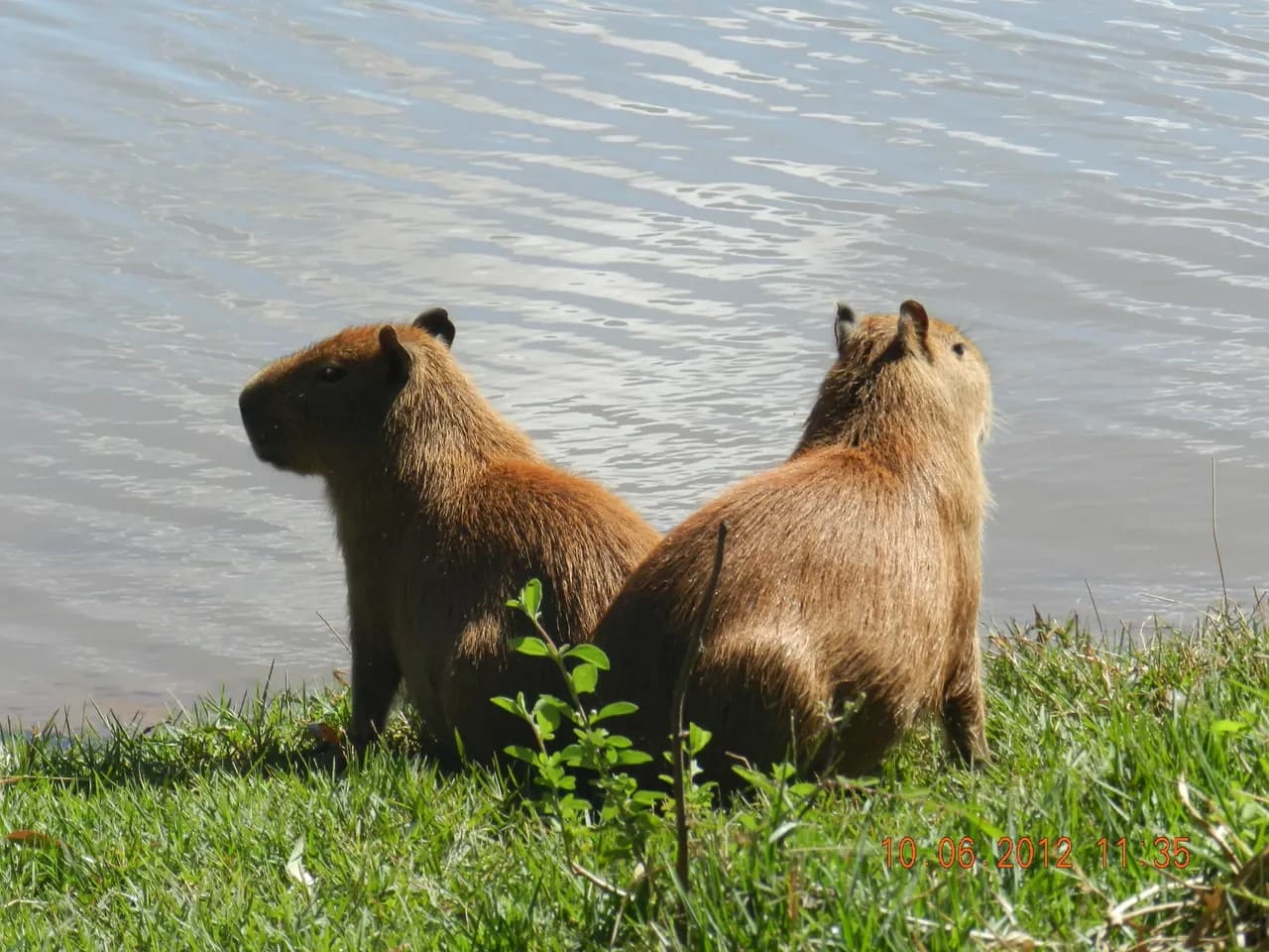 capybara