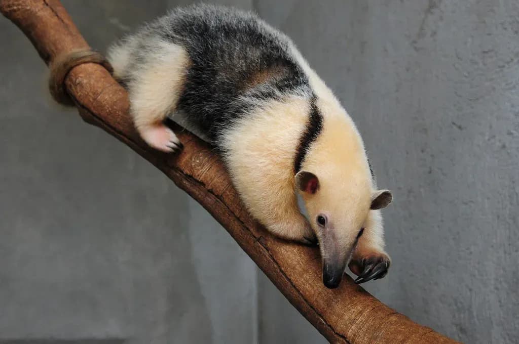 anteater