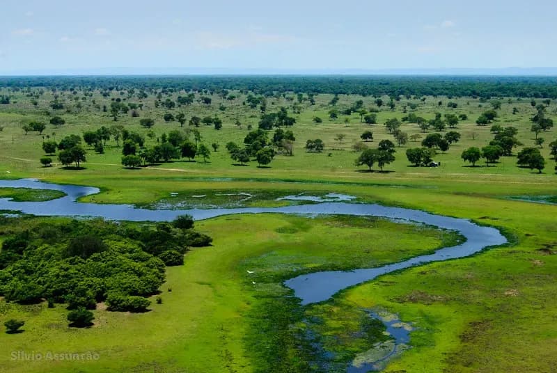 Pantanal 2